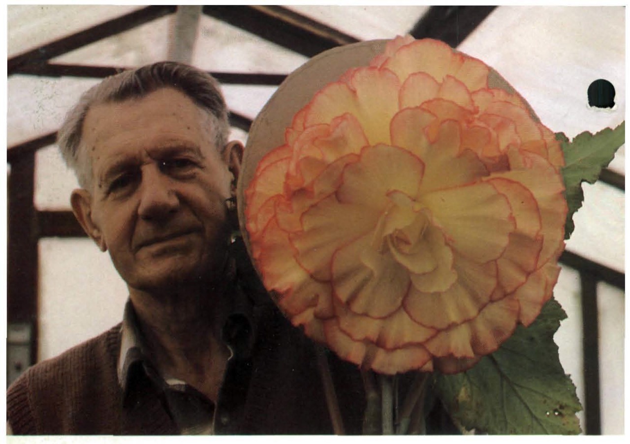 B. ‘Laurie Mac’